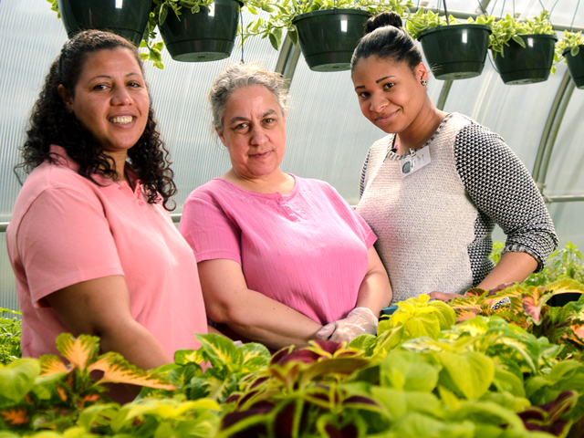 Women in a Melwood greenhouse.